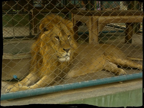 The lone lion in Tiger Kingdom