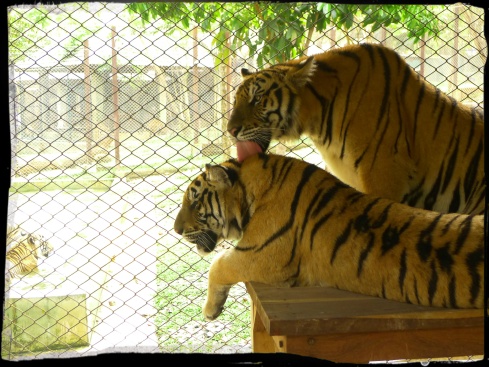 I guess this is how they show affection towards their fellow big cats